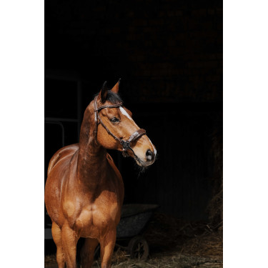 Bridon Norton Pro Hackamore Bridon Norton Pro Hackamore