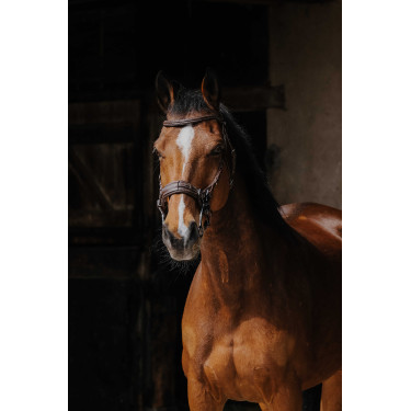 Bridon Norton Pro Hackamore Bridon Norton Pro Hackamore