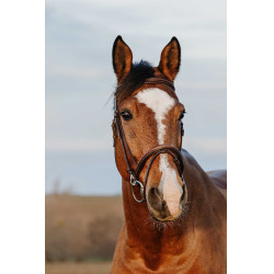 Bridon Norton Club Easy Havane Marron Bridon Norton Club Easy Havane Marron