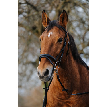 Bridon Norton Training Bridon Norton Training