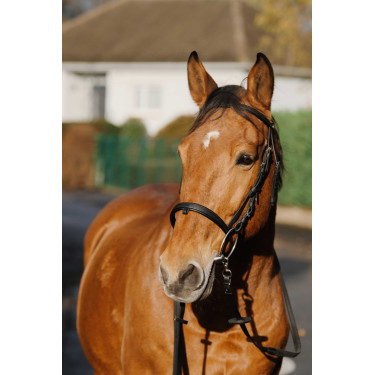 Bridon Norton Training Bridon Norton Training