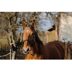 Bridon/Licol Norton Training Noir Bridon/Licol Norton Training Noir