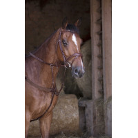 Collier de chasse élastique Norton Pro Havane