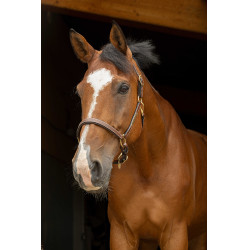 Licol cuir grooming Eric Thomas Pro Havane Marron