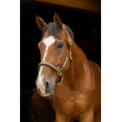 Licol cuir grooming Eric Thomas Pro Havane Marron