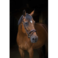 Bridon Eric Thomas Pro Wave Havane Marron Bridon Eric Thomas Pro Wave Havane Marron