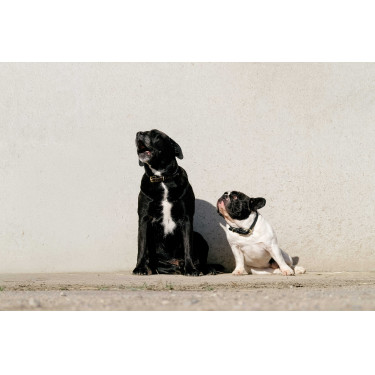 Collier et laisse pour chien Equithème Max Collier et laisse pour chien Equithème Max