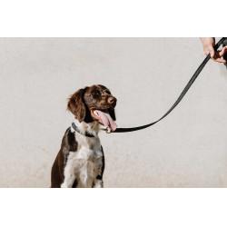 Collier pour chien Equithème Nala Noir