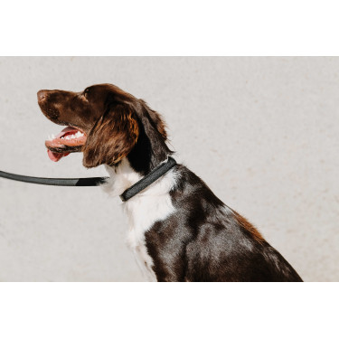 Collier pour chien Equithème Nala Collier pour chien Equithème Nala