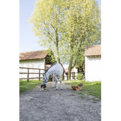 Collier cuir Diego & Louna pour chien Naturel Marron Collier cuir Diego & Louna pour chien Naturel Marron