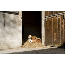 Collier cuir Diego & Louna pour chien Naturel Marron Collier cuir Diego & Louna pour chien Naturel Marron