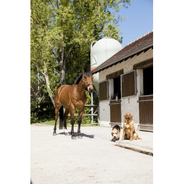 Collier cuir Diego & Louna pour chien Collier cuir Diego & Louna pour chien