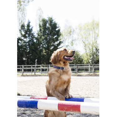 Collier nylon Diego & Louna pour chien Collier nylon Diego & Louna pour chien