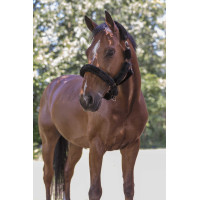 Licol Norton Full mouton synthétique Noir / noir Licol Norton Full mouton synthétique Noir / noir