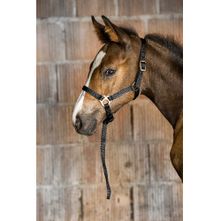 Licol nylon foal