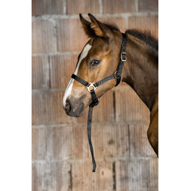 Licol nylon foal
