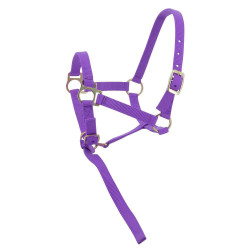 Licol nylon foal Violet Licol nylon foal Violet