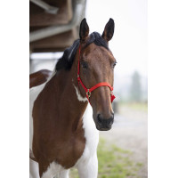 Licol nylon double épaisseur avec fermetures à boucles Norton Rouge