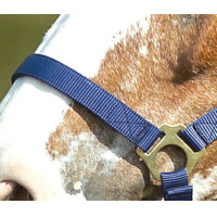 Licol nylon double épaisseur avec fermetures à boucles Norton Bleu marine Licol nylon double épaisseur avec fermetures à boucles Norton Bleu marine