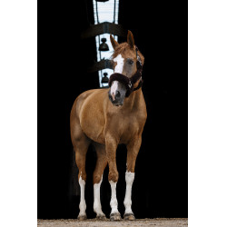 Licol Equithème Teddy Noir / marron