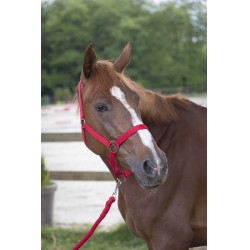 Ensemble licol et longe Club Rouge Ensemble licol et longe Club Rouge