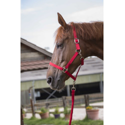 Ensemble licol et longe Club Rouge Ensemble licol et longe Club Rouge