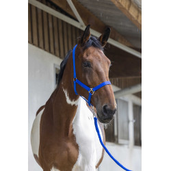 Ensemble licol et longe Club Bleu roi