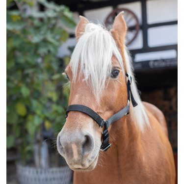 Licol Norton Cheval de Trait