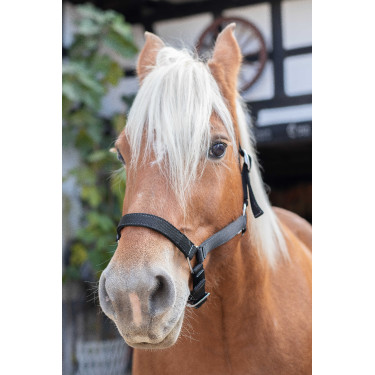 Licol Norton Cheval de Trait Licol Norton Cheval de Trait