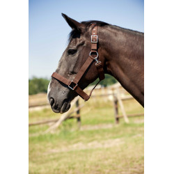 Licol Norton Cheval de Trait Marron Licol Norton Cheval de Trait Marron