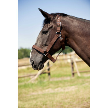Licol Norton Cheval de Trait Licol Norton Cheval de Trait
