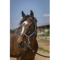 Licol Norton Nylon Soft Bleu roi Licol Norton Nylon Soft Bleu roi