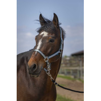 Licol Norton Nylon Soft Vert foncé