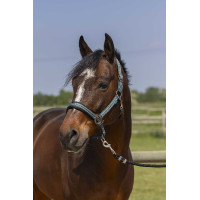 Licol Norton 4lines Vert foncé Licol Norton 4lines Vert foncé