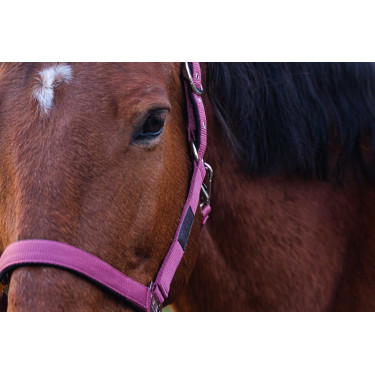 Licol Nylon Spring Equithème Licol Nylon Spring Equithème