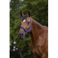 Licol Norton nylon doublé néoprène Bleu roi Licol Norton nylon doublé néoprène Bleu roi