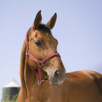 Licol Norton Reflective Bordeaux