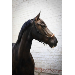 Licol éthologique Pénélope américain Noir