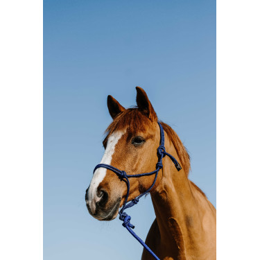 Licol éthologique + longe Norton Duo Bleu / noir Licol éthologique + longe Norton Duo Bleu / noir