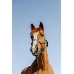 Licol éthologique Norton Glim Vert clair / argent