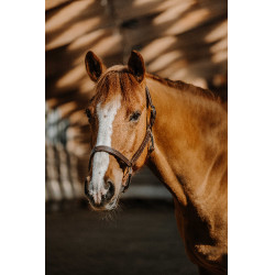 Licol Norton US Havane Marron