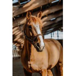 Licol Norton US Havane Marron