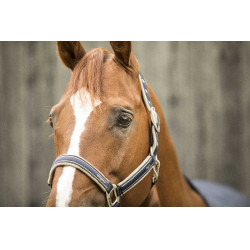 Licol Lami-Cell Elegance Marine / champagne Bleu