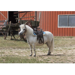 Selle Western Westride Topeka Selle Western Westride Topeka