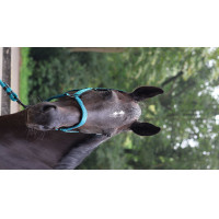 Licol Lami-Cell Charming Turquoise Bleu