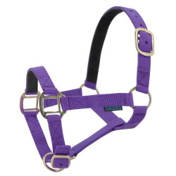 Licol nylon doublé cuir Norton Violet