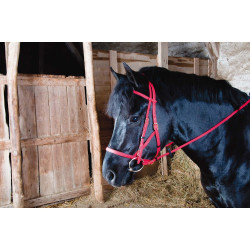 Bridon licol Biotack® T de T Rouge