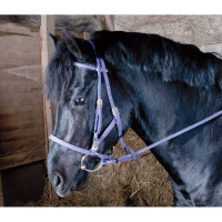 Bridon licol Biotack® T de T Violet
