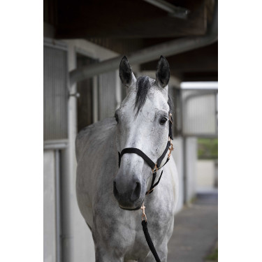 Licol + longe Norton Rose gold Noir