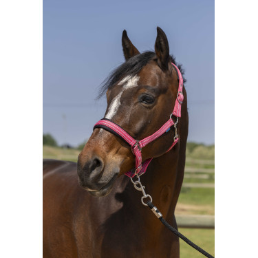 Licol Norton 4lines Vieux rose
